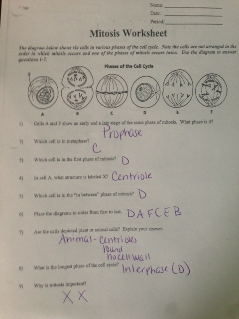 25 Mitosis Review Worksheet Answers - Worksheet Resource Plans